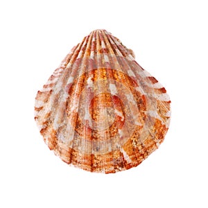 Radial Seashell