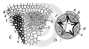 Radial Vascular Bundle vintage illustration photo