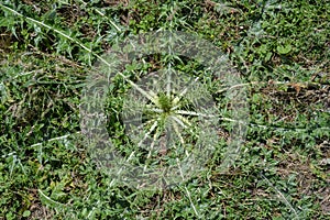 A radially growing burdock in the steppe of Kyrgyzstan