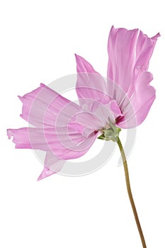 Radiance cosmos isolated on white background