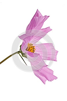 Radiance cosmos isolated on white background