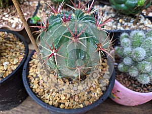 Coryphantha radians  cactus  garden  in thailand watercolor desert flowers