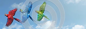 Radiant arara Macaws Takes Flight, Illuminating the blue sky with Vibrant Feathers