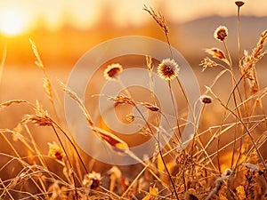 Radiant Autumn Glow: Dried Field Flowers in Sunset\'s Reflective Light.