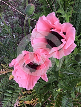 Radiant Blooming Poppy flowers, Spring in Vancouver, British Columbia, Canada