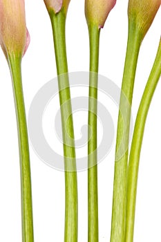 Radiant Calla Lily Background