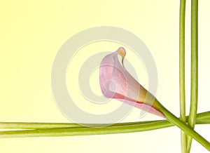 Radiant Calla Lily Background