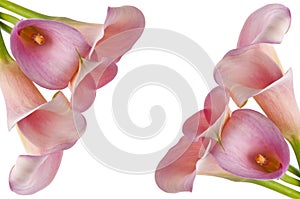 Radiant Calla Lily Background photo