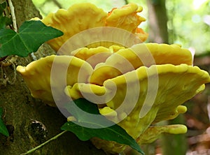 Radiant Chicken of the woods fungi fruiting on a tree trunk..