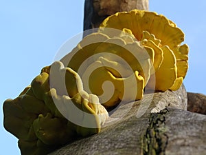 Radiant Chicken of the woods fungi fruiting on a tree trunk..