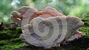 Radiant Chicken of the woods fungi fruiting on a tree trunk..