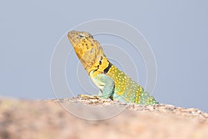 Radiant collared lizard