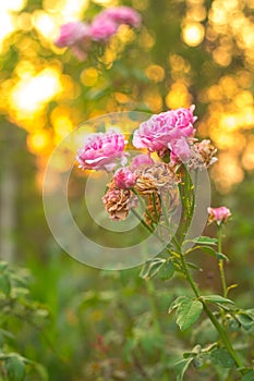 Radiant Elegance: Pink Rose in the Glow of Sunset Light