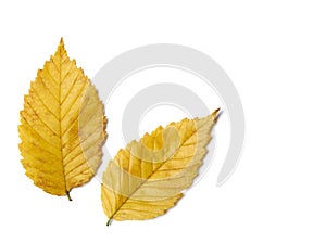 Radiant golden yellow autumn elm leaves on white