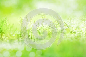 Radiant green spring background