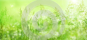 Radiant green spring background