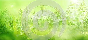 Radiant green spring background