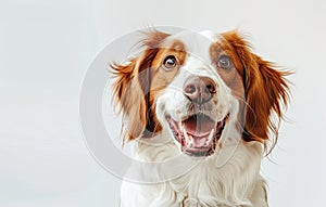 Radiant Joy: A Brown and White Dog's Delightful Smile Against White Generative AI