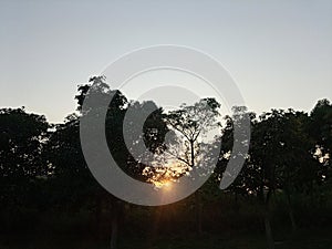 Radiant Orange Glow - Evening Sunset Captured Through Green Trees - Golden Hour