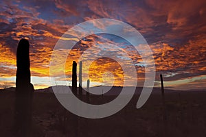 Radiant Orange and Red Sunset with Saguaro Cacti in Foreground.