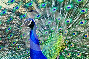 Radiant peacock in full plumage photo