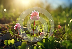 Radiant Pink Clover: A Sunny Field\'s Hidden Treasure