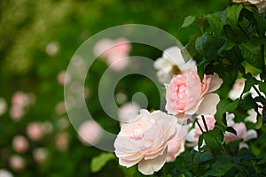 Radiant Pink Roses of Central Park