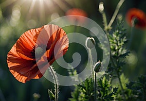 Radiant Poppy: Vibrant Bloom and buttons in Sunlight