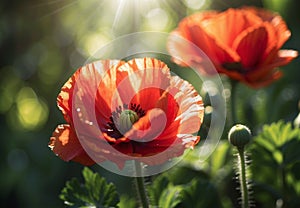 Radiant Poppy: Vibrant Bloom in Sunlight