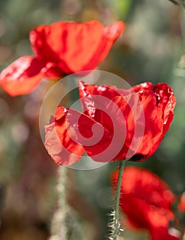 Radiant Red Poppies in Sunlit Garden photo