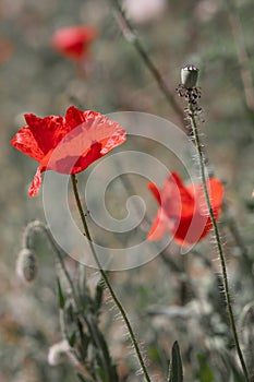 Radiant Red Poppies in Sunlit Garden photo