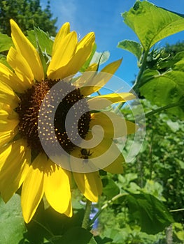 Radiant sunflower