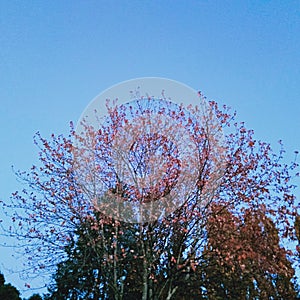 The radiant tree & The clear blue sky