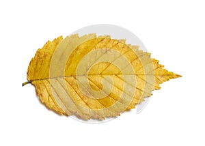 Radiant yellow gold fall elm leaf on white