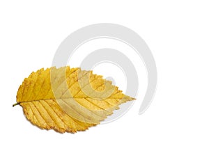 Radiant yellow gold fall elm leaf on white