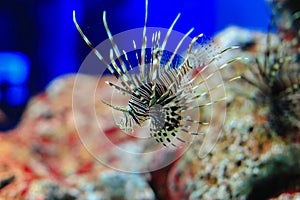 Radiata lionfish