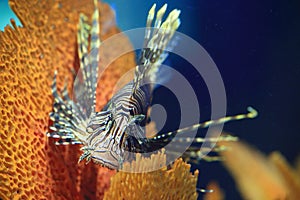 Radiata lionfish