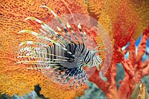 Radiata lionfish