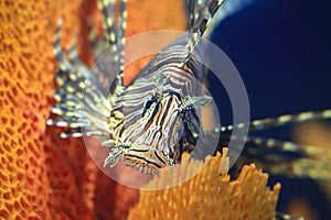 Radiata lionfish