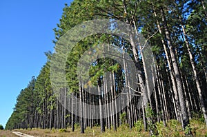 A radiata pine plantation area with access track