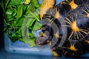 Radiata tortoise