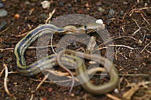 The radiated ratsnake, copperhead rat snake or copper-headed trinket snake