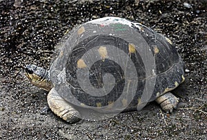 Radiated tortoise 12