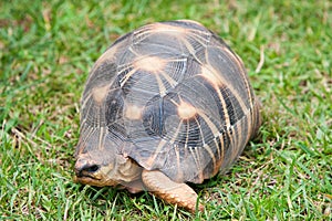 The radiated tortoise