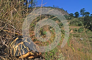Radiated tortoise