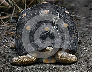 Radiated tortoise 15