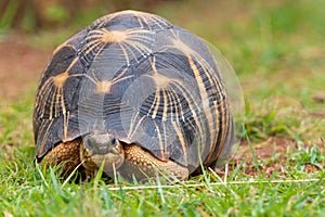 The radiated tortoise