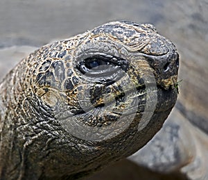 Radiated tortoise 2