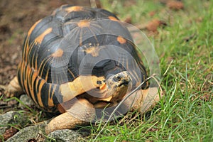 Radiated tortoise