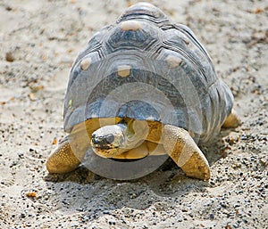 Radiated tortoise 3
